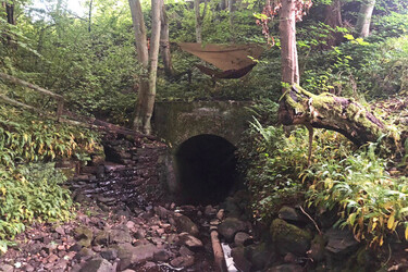 LUCKY DAD CAN ESCAPE INTO A FOREST IN HIS BACK GARDEN