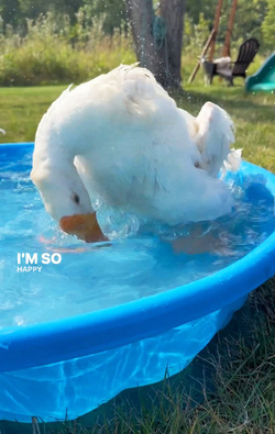 Life Goose On For Bendy Neck Benny Life Goose On For Bendy Neck Benny