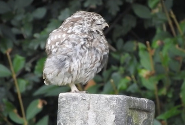 TINY YAWNING OWL