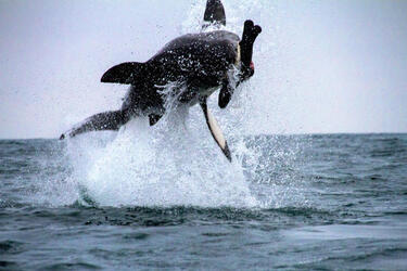 GREAT WHITE SHARK BREACH