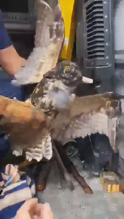 Owl Rescued After Crashing Into City Centre Balcony