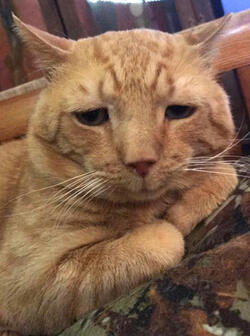 STRAY CAT WITH WORLD S SADDEST FACE FINALLY FINDS HIS PURR FECT HOME....AND EVEN MANAGES TO RAISE A TINY SMILE
