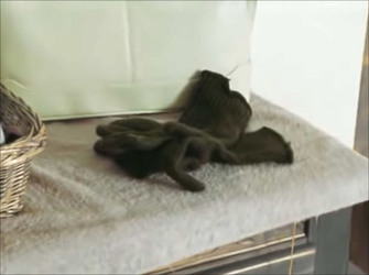 MUM AND HER TWO DAUGHTERS MURDERED BY ANGRY NEPHEW