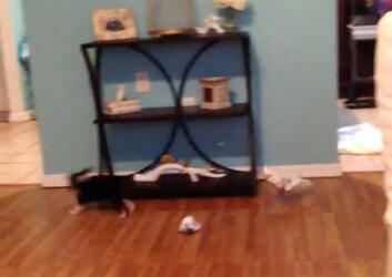 COCKATOO CHASES ADORABLE PUPPY AROUND HOUSE COCKATOO CHASES ADORABLE PUPPY AROUND HOUSE