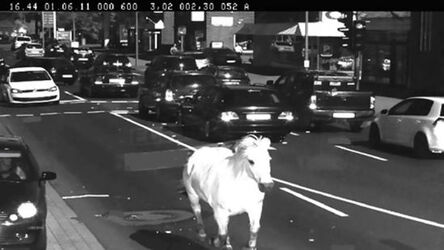 Horse Caught On Speed Camera Trap