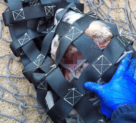 Seal with rope wrapped so tightly around her neck skin had grown over it is finally set free Seal with rope wrapped so tightly around her neck skin had grown over it is finally set free