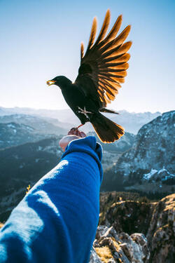 THE HUMAN BIRD TABLE...ON TOP OF A MOUNTAIN