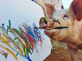 Pigcasso The Painting Pig