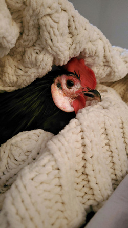 WHAT AN EGGCITING LIFE RESCUE CHICKENS SAVED FROM DEATH BY ANIMAL LOVER NOW LIVE LIKE PAMPERED PET DOGS IN LUXURY FARMHOUSE