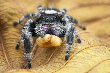 AMAZING SPIDER CLOSEUPS