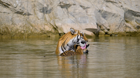 MOTHER TIGER TENDERLY BATHES HER ADORABLE CUBS MOTHER TIGER TENDERLY BATHES HER ADORABLE CUBS