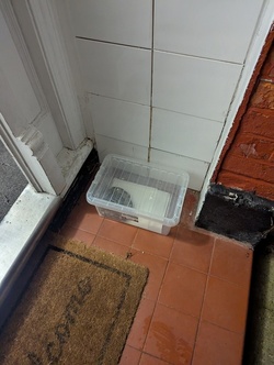 Huge python found abandoned and freezing outside block of flats