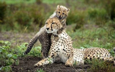 CHEETAH CUB ANNOYS MUM