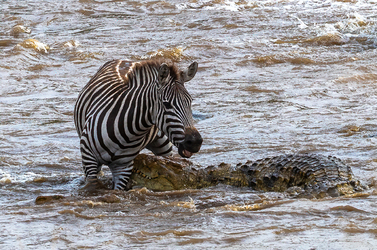 When this crocodile went in for a bite of a zebra it wasn t expecting to be bitten back.