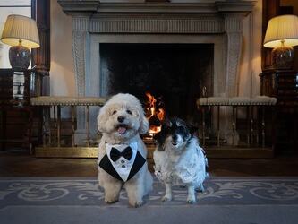 VIDEO Dogs tie the knot in plush wedding ceremony