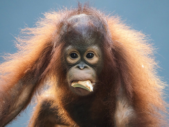 PICTURES Critically endangered Orangutan chomps on coconuts