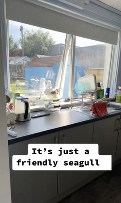 VIDEO Sous gull chef Mother left fuming after unwanted flying rat causes havoc in her KITCHEN