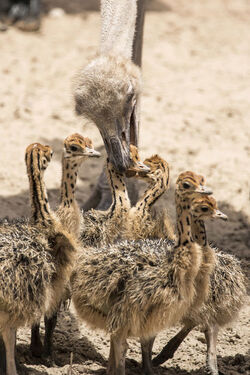 Baby Ostrich survivor