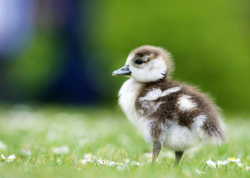 DUCKLING PHOTOSHOOT