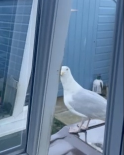 VIDEO Sous gull chef Mother left fuming after unwanted flying rat causes havoc in her KITCHEN