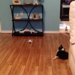 COCKATOO CHASES ADORABLE PUPPY AROUND HOUSE COCKATOO CHASES ADORABLE PUPPY AROUND HOUSE