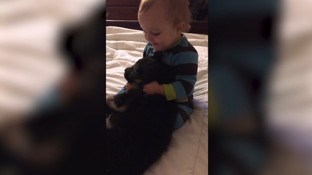 1 year Old Meets New Puppy
