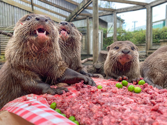 Otter gets surprise birthday cake at zoo