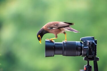 STUNNING images show a curious bird exploring a set camera poking deep in its lens. STUNNING images show a curious bird exploring a set camera poking deep in its lens.