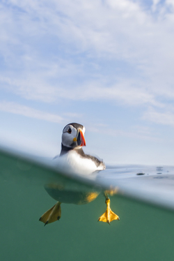 Spot the Fake Puffin Buddy