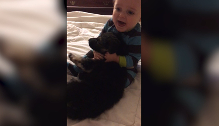 1 year Old Meets New Puppy
