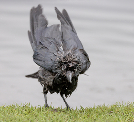 FUNNY images show a fluffy jackdaw drying itself off after enjoying a bath at a London park.