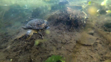 Moment US Zoo Experts Release Rare Turtles Into Wild
 video available 