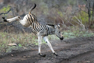 Jumping for Joy Zebra