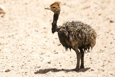 Baby Ostrich survivor