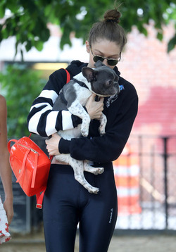 Gigi Hadid takes Zayn Malik s dog for a walk in New York City.