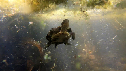 Moment US Zoo Experts Release Rare Turtles Into Wild
 video available 