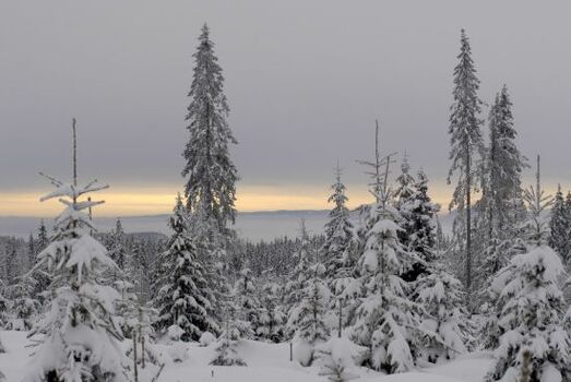 Rally Norway Hamar 15 18 02 2007