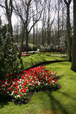 Keukenhof Olanda