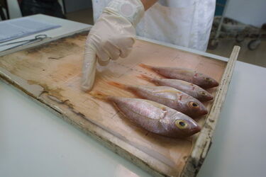Universit&agrave; di BoDogna Dipartimento Biologia marina di Fano