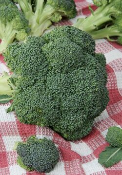 Broccoli cime di rapa