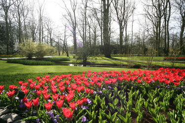 Keukenhof Olanda