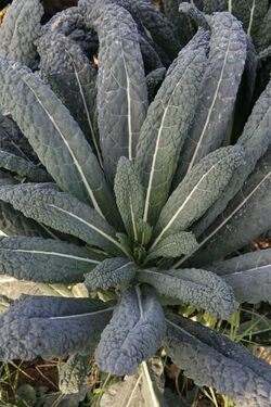 Cavolo nero