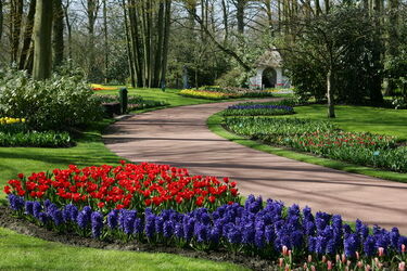 Keukenhof Olanda