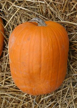 Zucca