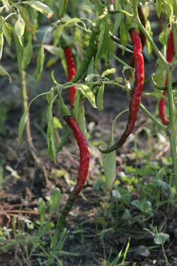 Peperoncino