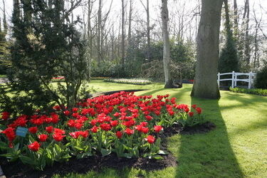 Keukenhof Olanda