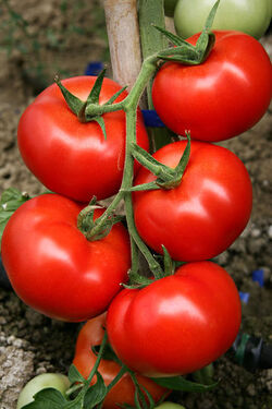 POmodoro