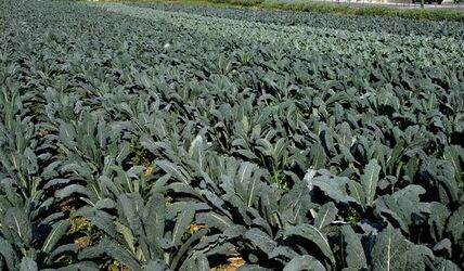 Cavolo nero