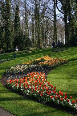 Keukenhof Olanda