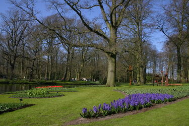 Keukenhof Olanda
